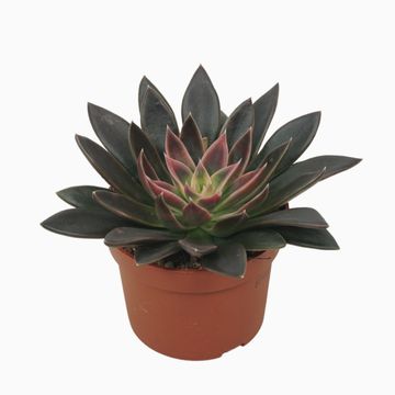 Echeveria 'Serrana'