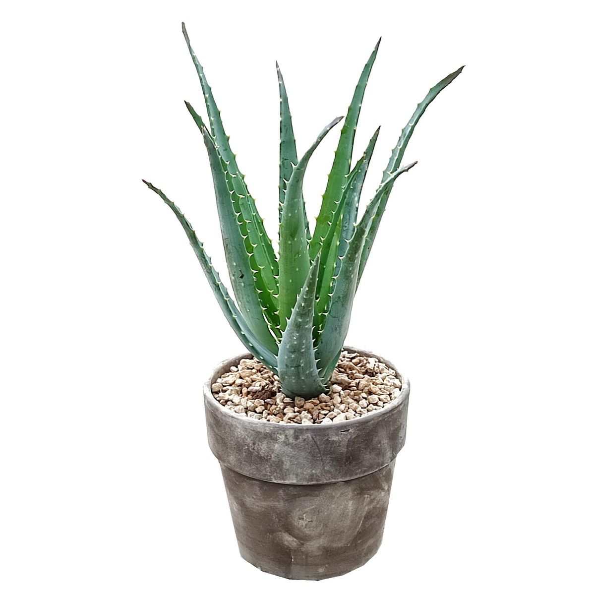 Aloe x spinosissima  Plant Wholesale FlorAccess