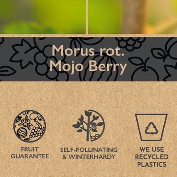 Morus rotundiloba MOJO BERRY