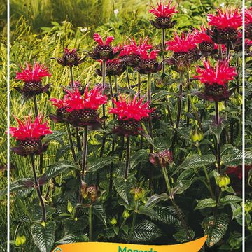 Monarda didyma SUPERWINGS RED