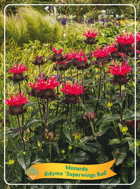 Monarda didyma SUPERWINGS RED