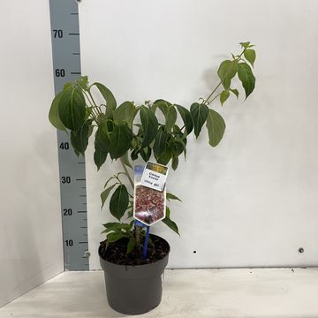 Cornus kousa 'China Girl'