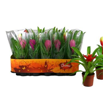 Bromelia MIX