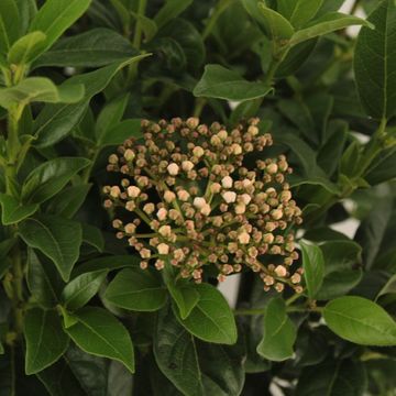 Viburnum tinus