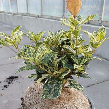 Osmanthus heterophyllus 'Goshiki'