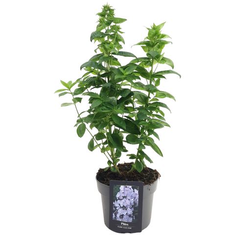 Phlox PINK EYE FLAME