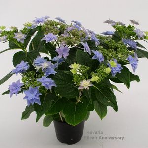 Hydrangea macrophylla 'Elleair Anniversary'
