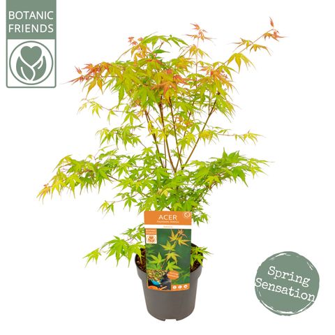 Acer palmatum 'Катсура'