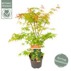 Acer palmatum 'Катсура'