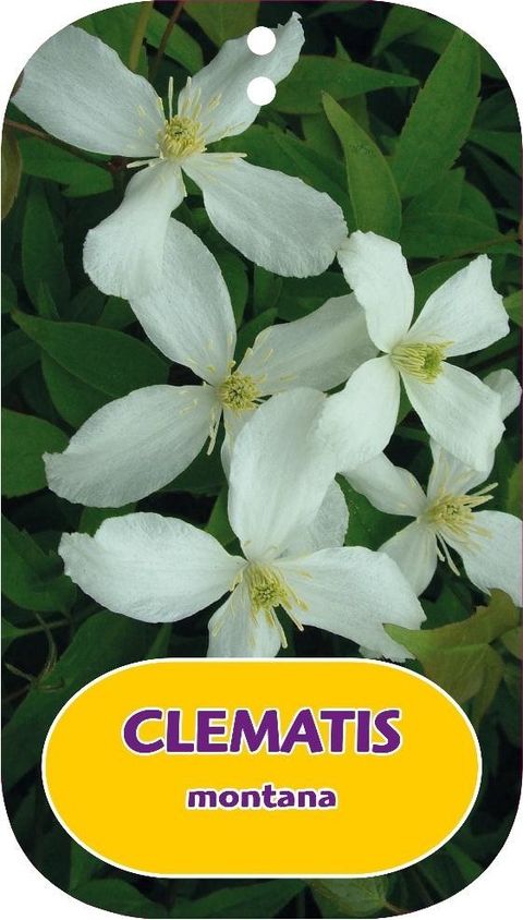 Clematis montana (M)