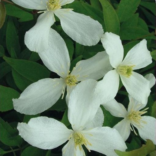 Clematis montana (M)