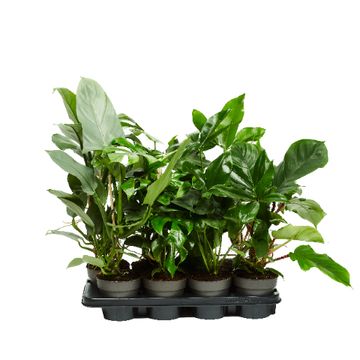 Philodendron MIX