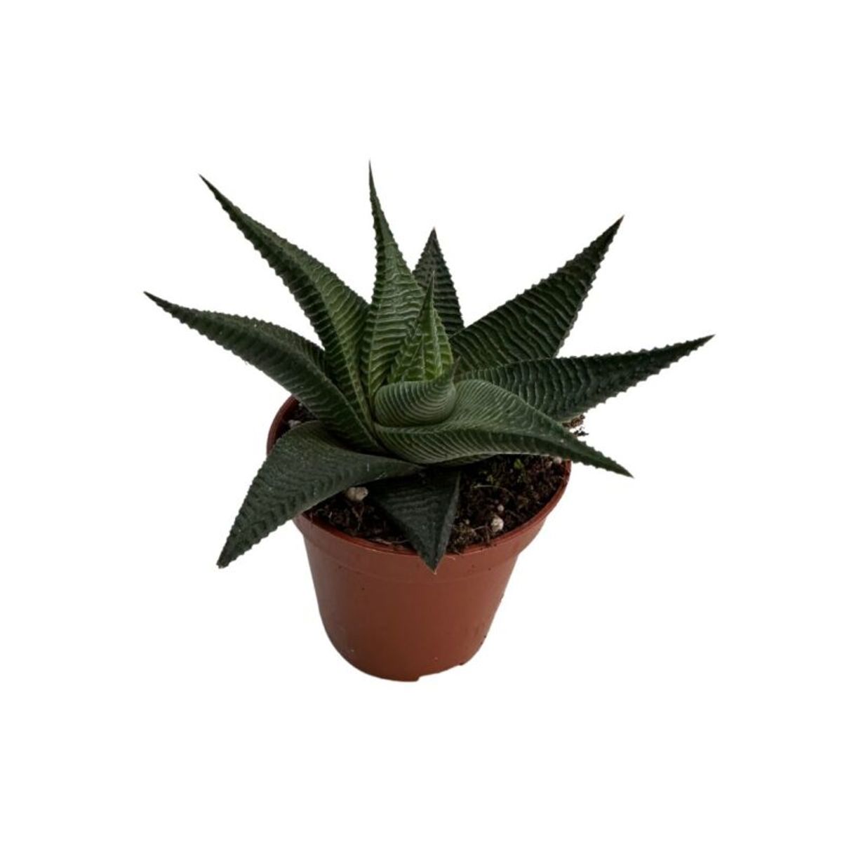 Haworthia Limifolia Twister Plant Wholesale Floraccess