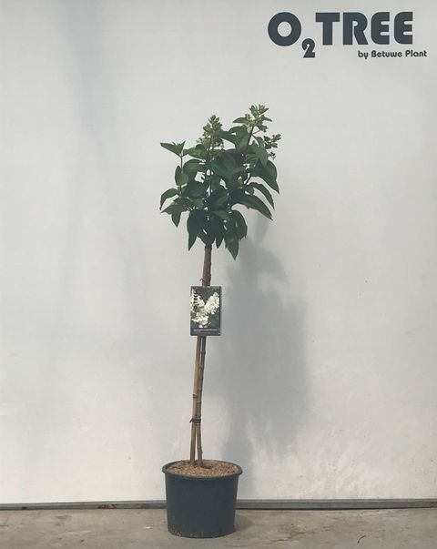 Hydrangea paniculata CANDLELIGHT