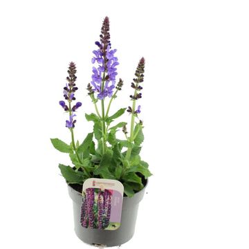 Salvia x sylvestris BLUE MARVEL