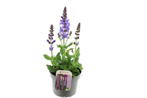 Salvia x sylvestris BLUE MARVEL