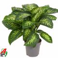 Dieffenbachia seguine 'Reeva'