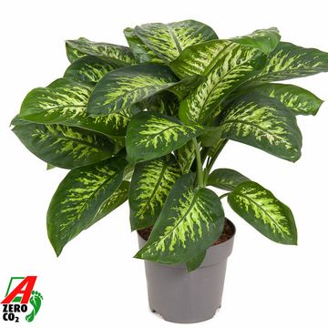 Dieffenbachia seguine 'Reeva'