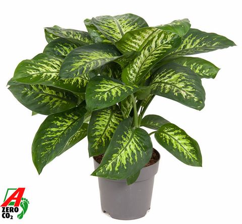 Dieffenbachia seguine 'Reeva'