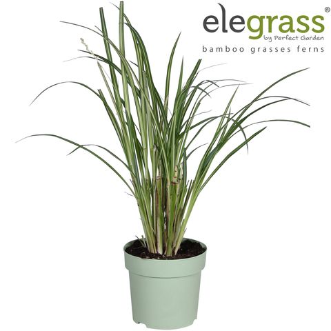 Chlorophytum saundersiae 'Starlight' — Plant Wholesale FlorAccess