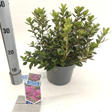 Rhododendron GEISHA PURPLE (AJ)