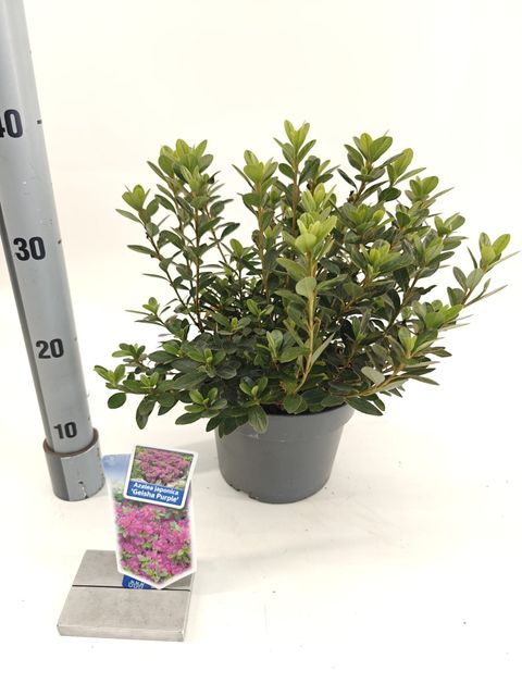 Rhododendron GEISHA PURPLE (AJ)