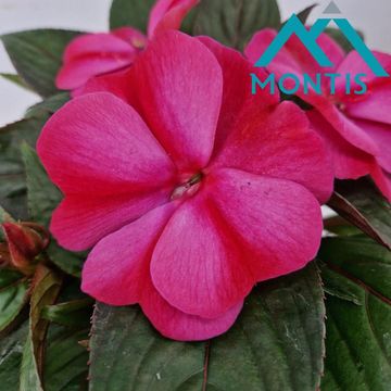 Impatiens COLORPOWER MAGENTA RED FLAME