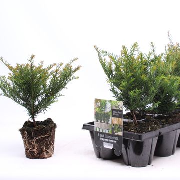 Taxus baccata