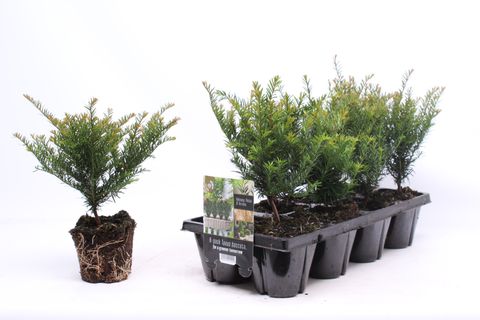Taxus baccata