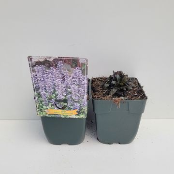 Ajuga MIX