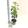 Ginkgo biloba