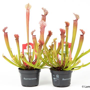 Sarracenia 'Stevensii'
