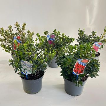 Rhododendron JAPANESE AZALEA MIX (AJ)