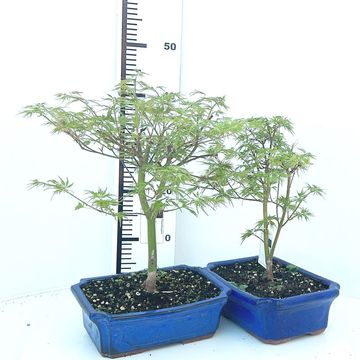 Acer palmatum 'Seiryu'