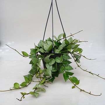 Hoya krohniana 'Eskimo'