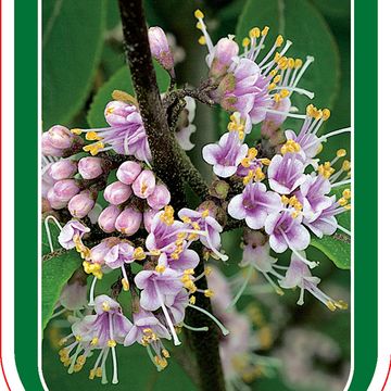 Callicarpa kwangtungensis