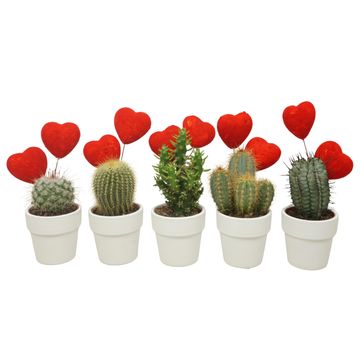 Cactus MIX IN POT