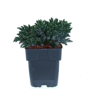 Juniperus squamata 'Blue Star'