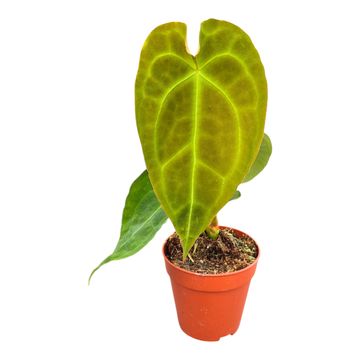 Anthurium Red Spider x forgetii