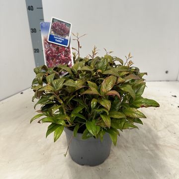 Leucothoe 'Zeblid'