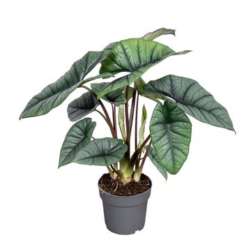 Alocasia 'Platinum'