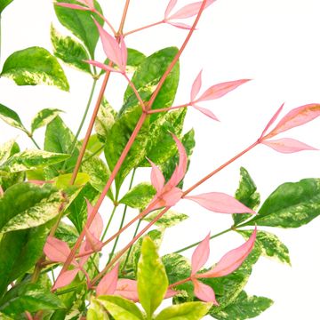 Nandina domestica 'Twilight'