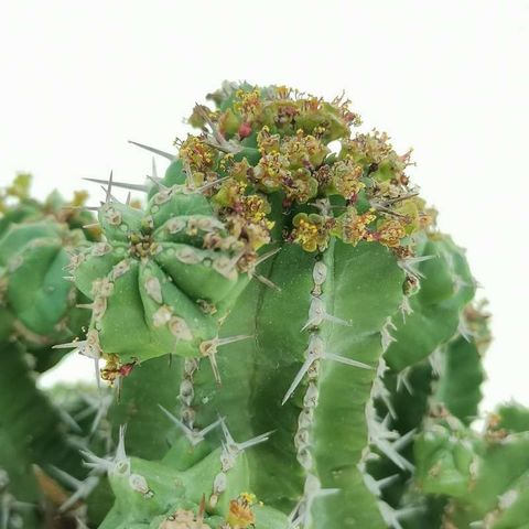 Euphorbia frankii