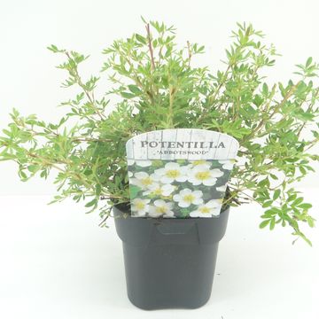 Potentilla fruticosa 'Абботсвуд'