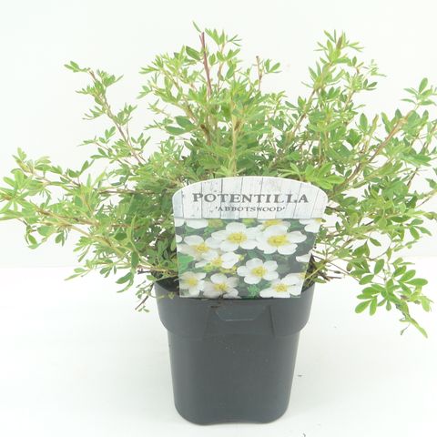 Potentilla fruticosa 'Abbotswood'