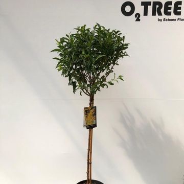 Forsythia x intermedia WEEK-END