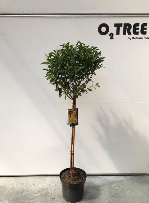 Forsythia x intermedia WEEK-END