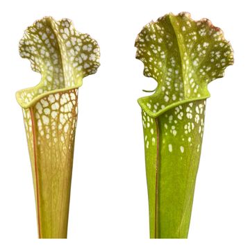 Sarracenia x readii 'Farnhamii'