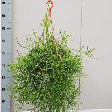 Rhipsalis heteroclada