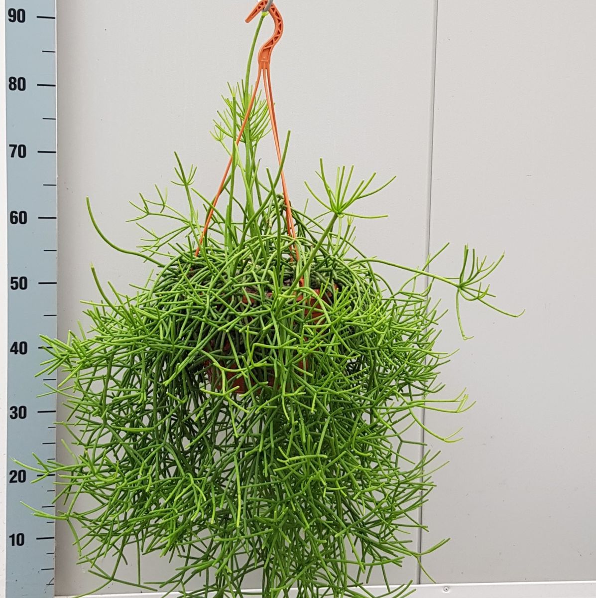 Rhipsalis heteroclada — Plant Wholesale FlorAccess